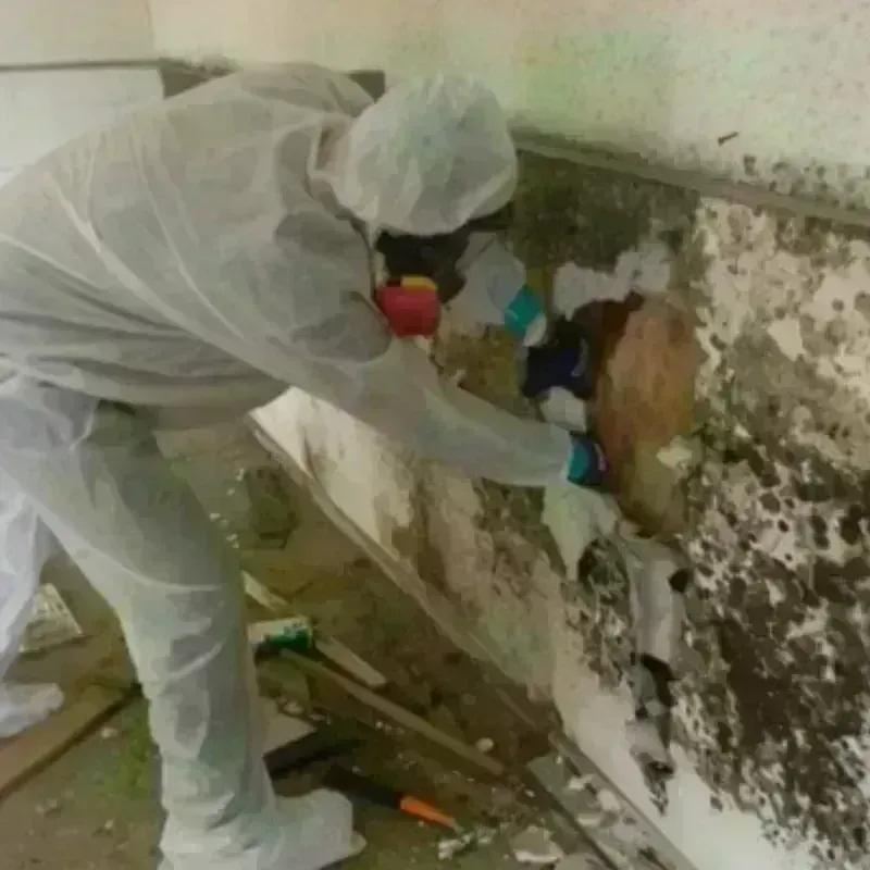 Mold Remediation and Removal in Tremont, NY